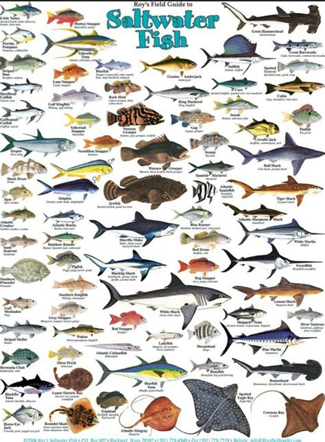different fish|41 Types of Fish (Most Popular Saltwater and Freshwater Fish).